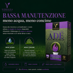Ade –  Semi Prato di alta qualità - resistente per zone d'ombra