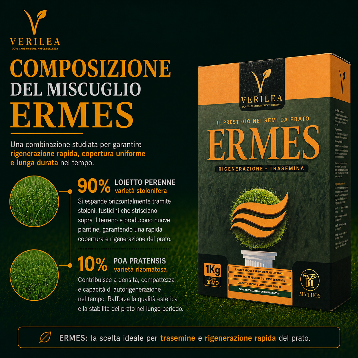 Ermes – Semi prato di alta qualità - per Rigenerazione e Trasemina del Prato