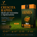 Ermes – Semi prato di alta qualità - per Rigenerazione e Trasemina del Prato