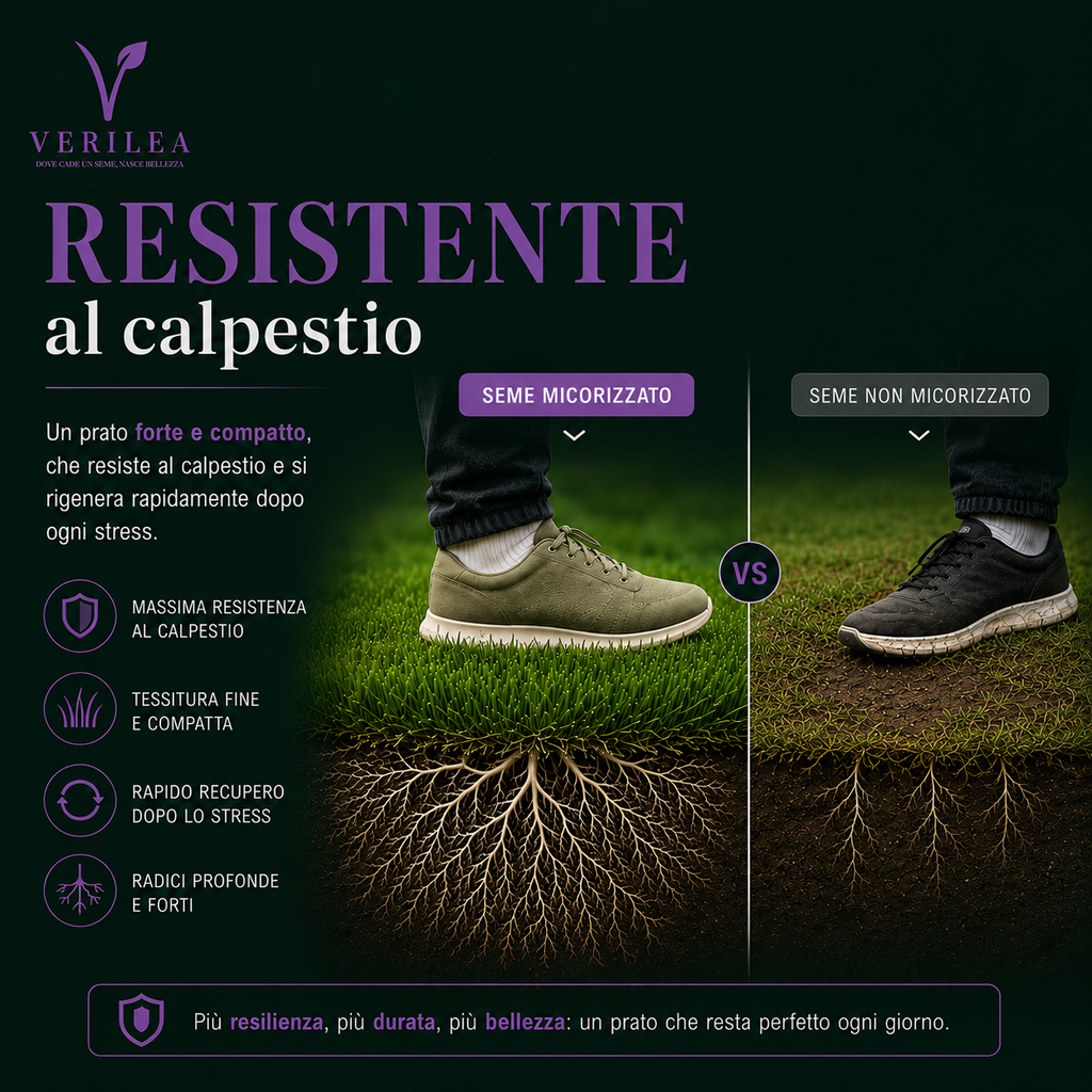 Ade –  Semi Prato di alta qualità - resistente per zone d'ombra
