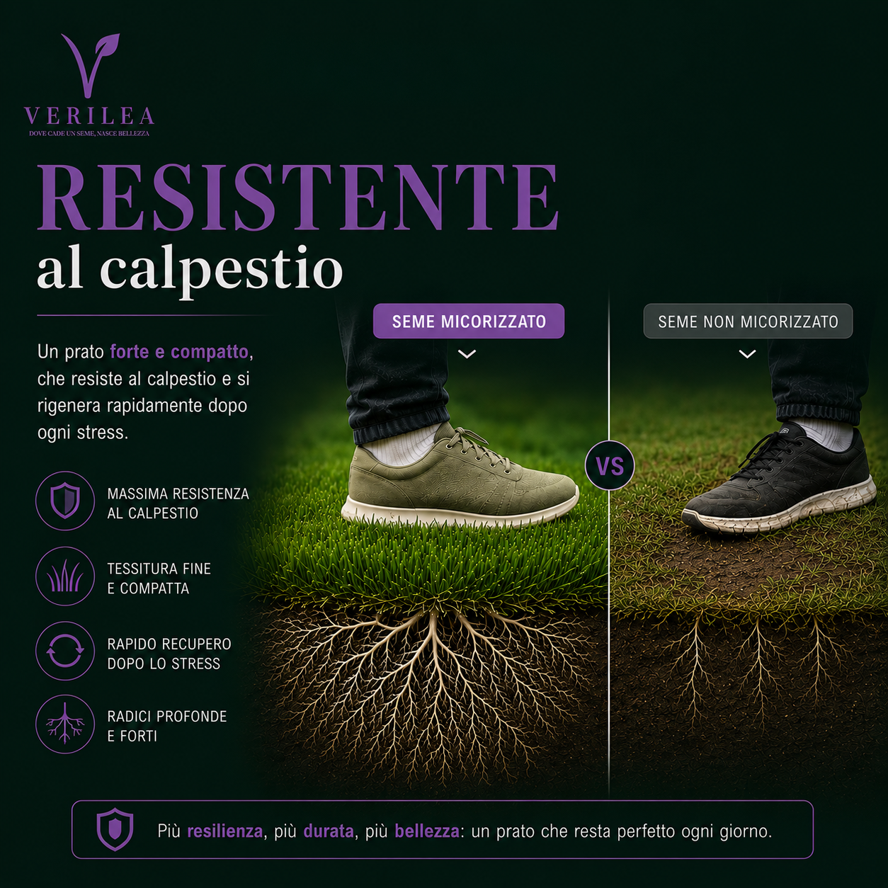 Ade –  Semi Prato di alta qualità - resistente per zone d'ombra