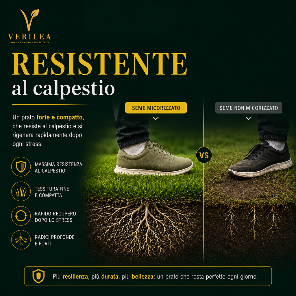 Zeus - Semi prato di alta qualità - Resistente, Fitto e Uniforme