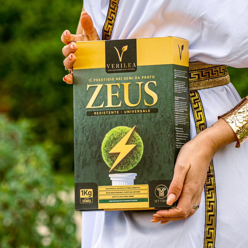 Zeus - Semi prato di alta qualità - Resistente, Fitto e Uniforme